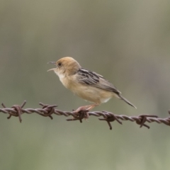 Cisticola exilis (Golden-headed Cisticola) at Michelago, NSW - 30 Dec 2018 by Illilanga