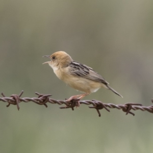 Cisticola exilis at Michelago, NSW - 31 Dec 2018 09:30 AM