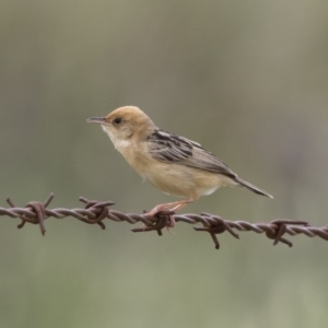 Cisticola exilis at Michelago, NSW - 31 Dec 2018 09:30 AM