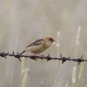 Cisticola exilis at Michelago, NSW - 31 Dec 2018 09:30 AM