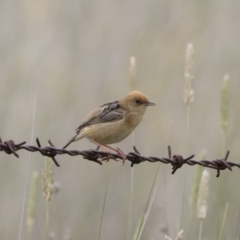 Cisticola exilis at Michelago, NSW - 31 Dec 2018 09:30 AM