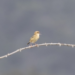 Cisticola exilis at Michelago, NSW - 31 Dec 2018 09:30 AM