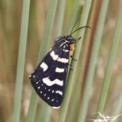 Phalaenoides tristifica (Willow-herb Day-moth) at Michelago, NSW - 30 Dec 2018 by Illilanga