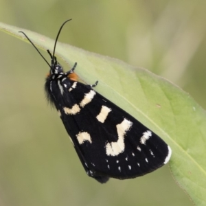 Phalaenoides tristifica at Michelago, NSW - 31 Dec 2018 09:13 AM