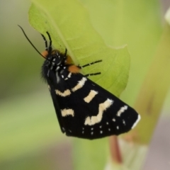 Phalaenoides tristifica at Michelago, NSW - 31 Dec 2018