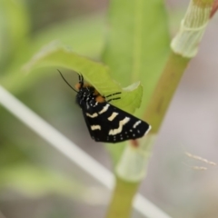 Phalaenoides tristifica at Michelago, NSW - 31 Dec 2018 09:13 AM