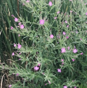 Epilobium hirsutum at Crace, ACT - 31 Dec 2018