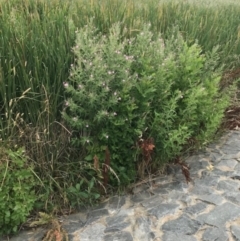 Epilobium hirsutum at Crace, ACT - 31 Dec 2018