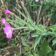 Epilobium hirsutum at Crace, ACT - 31 Dec 2018