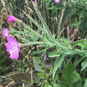 Epilobium hirsutum at Crace, ACT - 31 Dec 2018