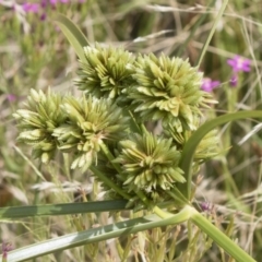 Cyperus eragrostis (Umbrella Sedge) at Illilanga & Baroona - 30 Dec 2018 by Illilanga