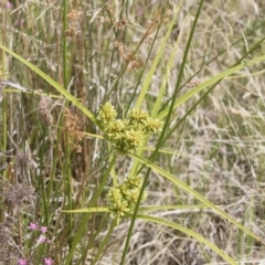 Cyperus eragrostis at Illilanga & Baroona - 31 Dec 2018