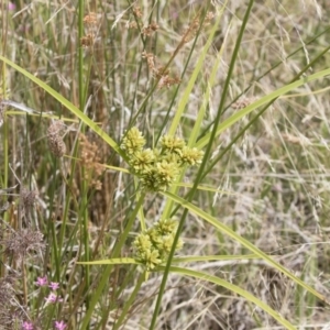 Cyperus eragrostis at Illilanga & Baroona - 31 Dec 2018