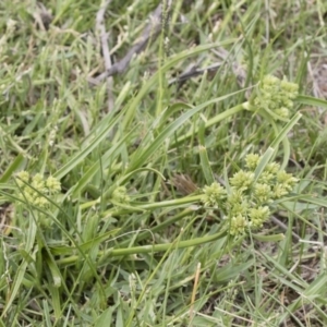 Cyperus eragrostis at Illilanga & Baroona - 31 Dec 2018