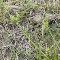 Cyperus eragrostis at Illilanga & Baroona - 31 Dec 2018