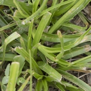 Cyperus eragrostis at Illilanga & Baroona - 31 Dec 2018