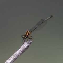 Nososticta solida (Orange Threadtail) at Bonython, ACT - 31 Dec 2018 by WarrenRowland