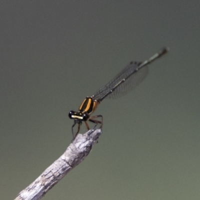 Nososticta solida (Orange Threadtail) at Stranger Pond - 31 Dec 2018 by WarrenRowland