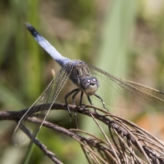 Orthetrum caledonicum (Blue Skimmer) at Stranger Pond - 31 Dec 2018 by WarrenRowland