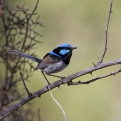 Malurus cyaneus (Superb Fairywren) at Bonython, ACT - 31 Dec 2018 by WarrenRowland