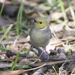 Ptilotula penicillata (White-plumed Honeyeater) at Bonython, ACT - 1 Jan 2019 by WarrenRowland