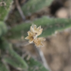 Plantago hispida (Hairy Plantain) at Michelago, NSW - 29 Dec 2018 by Illilanga