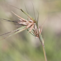 Themeda triandra (Kangaroo Grass) at Michelago, NSW - 31 Dec 2018 by Illilanga