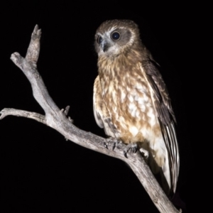 Ninox boobook at Hackett, ACT - 7 Dec 2018