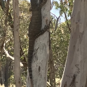 Varanus varius at Nanima, NSW - suppressed