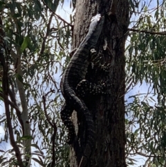 Varanus varius at Nanima, NSW - suppressed