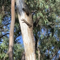 Varanus varius at Nanima, NSW - suppressed