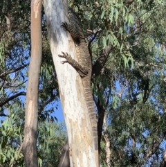 Varanus varius at Nanima, NSW - 1 Jan 2019