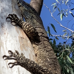 Varanus varius at Nanima, NSW - 1 Jan 2019