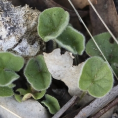 Dichondra sp. Inglewood (J.M.Dalby 86/93) Qld Herbarium (Kidney Weed) at Illilanga & Baroona - 29 Dec 2018 by Illilanga