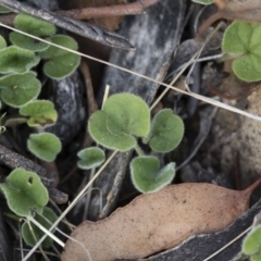 Dichondra sp. Inglewood (J.M.Dalby 86/93) Qld Herbarium at Michelago, NSW - 29 Dec 2018