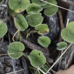 Dichondra sp. Inglewood (J.M.Dalby 86/93) Qld Herbarium at Michelago, NSW - 29 Dec 2018