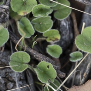 Dichondra sp. Inglewood (J.M.Dalby 86/93) Qld Herbarium at Michelago, NSW - 29 Dec 2018 06:08 PM