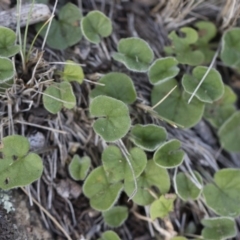 Dichondra sp. Inglewood (J.M.Dalby 86/93) Qld Herbarium at Michelago, NSW - 29 Dec 2018 06:08 PM