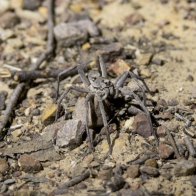 Lycosidae (family) (Unidentified wolf spider) at Point 5821 - 7 Dec 2018 by WarrenRowland