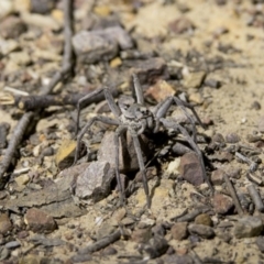 Lycosidae (family) (Unidentified wolf spider) at Hackett, ACT - 7 Dec 2018 by WarrenRowland