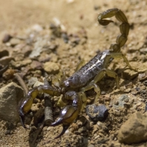 Urodacus manicatus at Hackett, ACT - 7 Dec 2018 10:04 PM