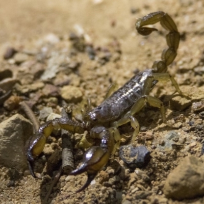 Urodacus manicatus (Black Rock Scorpion) at Hackett, ACT - 7 Dec 2018 by WarrenRowland