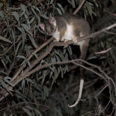 Pseudocheirus peregrinus (Common Ringtail Possum) at Black Mountain - 7 Dec 2018 by WarrenRowland