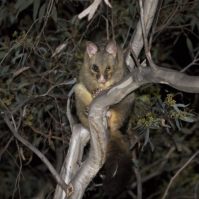 Trichosurus vulpecula (Common Brushtail Possum) at Hackett, ACT - 7 Dec 2018 by WarrenRowland