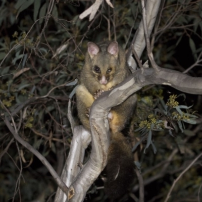 Trichosurus vulpecula (Common Brushtail Possum) at Black Mountain - 6 Dec 2018 by WarrenRowland