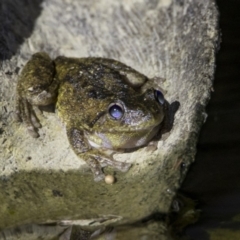 Litoria peronii (Peron's Tree Frog, Emerald Spotted Tree Frog) at Mulligans Flat - 27 Oct 2018 by WarrenRowland