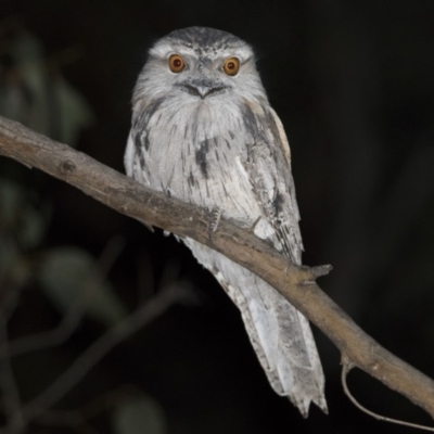 Podargus strigoides (Tawny Frogmouth) at Forde, ACT - 27 Oct 2018 by WarrenRowland