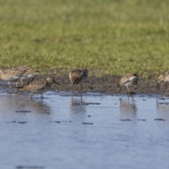 Calidris acuminata (Sharp-tailed Sandpiper) at Fyshwick, ACT - 19 Oct 2018 by WarrenRowland