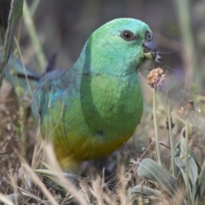 Psephotus haematonotus at Fyshwick, ACT - 19 Oct 2018