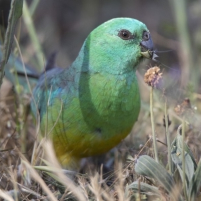 Psephotus haematonotus (Red-rumped Parrot) at Jerrabomberra Wetlands - 18 Oct 2018 by WarrenRowland